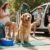 sicheres Reisen mit Hunden